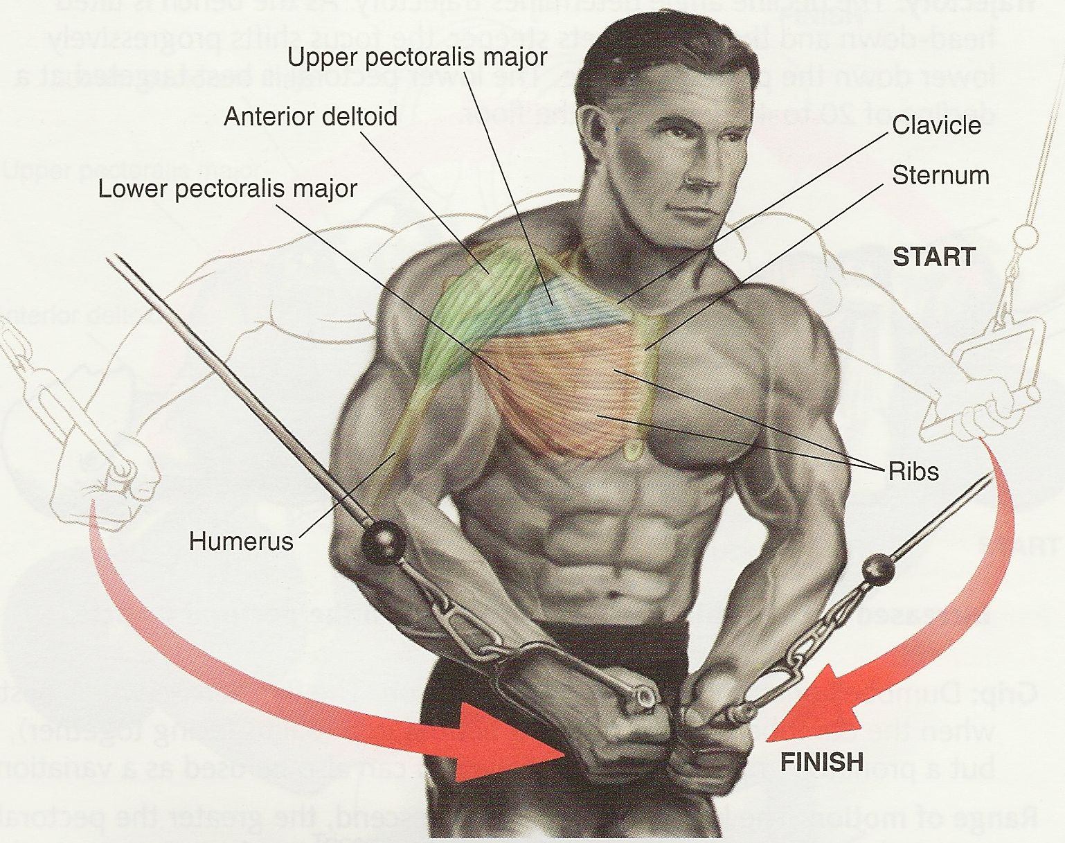 incline cable crossover