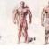 endomorph diet plan