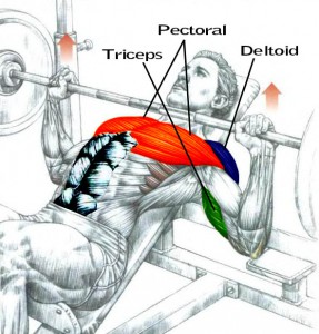 Incline Barbell Bench Presses