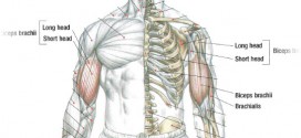 Biceps Workout Barbell Curls