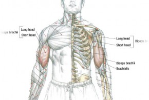 Biceps Workout Preachers Curl