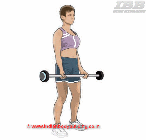 Biceps Barbell Curls - Exercise  Movement