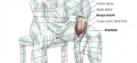 Biceps Workout Concentration Curl