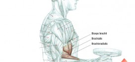 Biceps Workout Hammer Curl