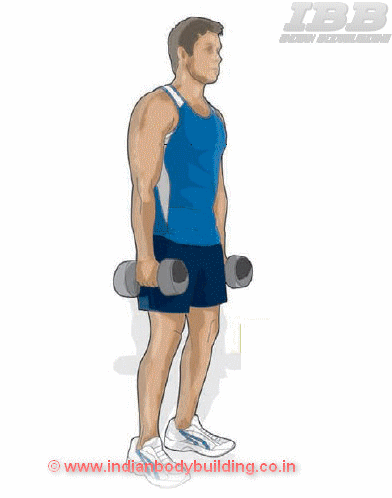 Biceps Workout Hammer Curl Movement IBB Indian Bodybuilding