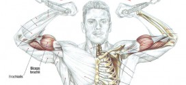 Biceps Workout High Pulley Curls