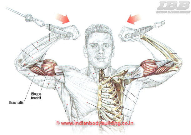 Biceps Workout High Pulley Curls