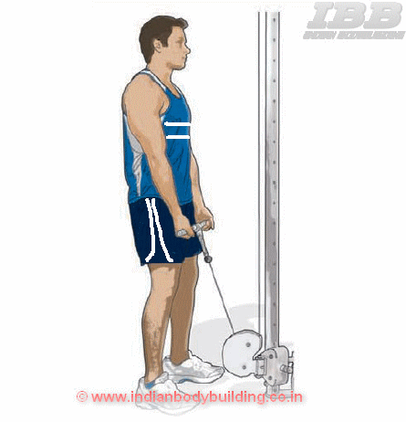 Biceps Low Pulley Curls - Exercise  Movement