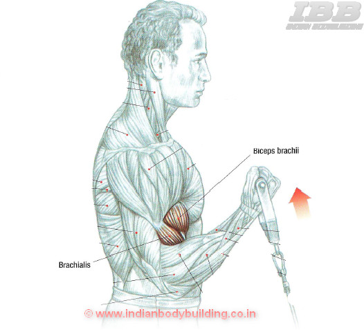 Biceps Workout Low Pulley Curls