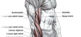 Biceps Workout Reverse Curls