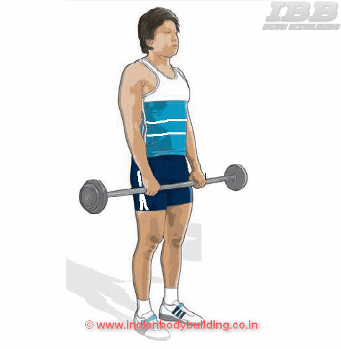 Biceps Reverse Curls - Exercise  Movement