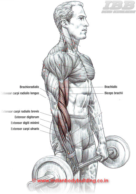 Biceps Workout Reverse Curls