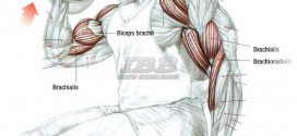 Biceps Curls Workout