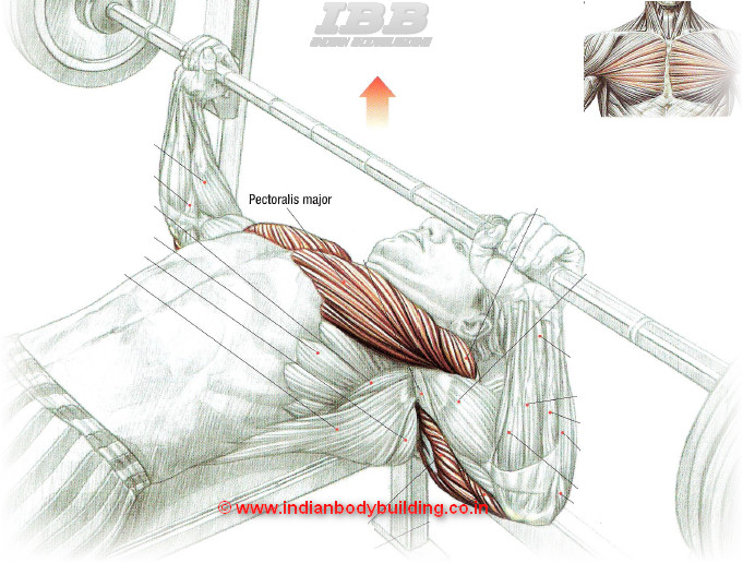 Chest Workout Bench Press