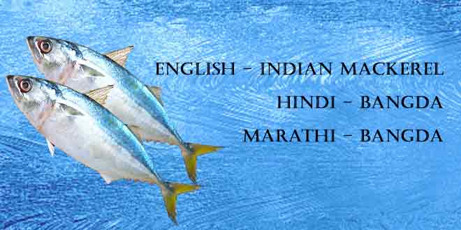 Bangda-(Indian-Mackerel)