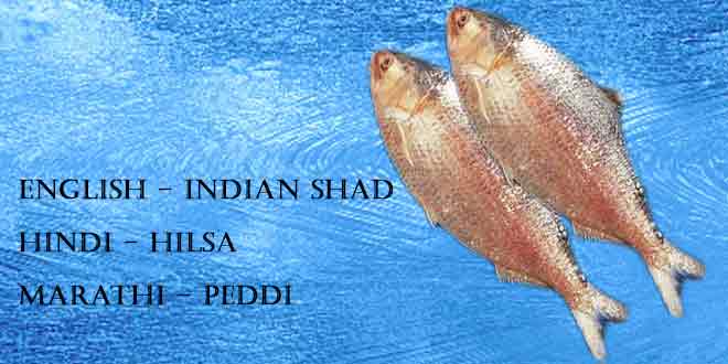 Hilsa-(Herring--Indian-Shad--Ilish)