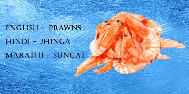 Jhinga-(Prawns-and-Shrimps)