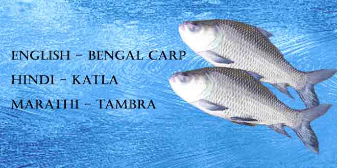 Katla-(Indian-Carp-or-Bengal-Carp)