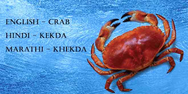 Kekda-(Crab)