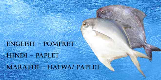 Paplet-(Pomfret-Indian-Butter-Fish)