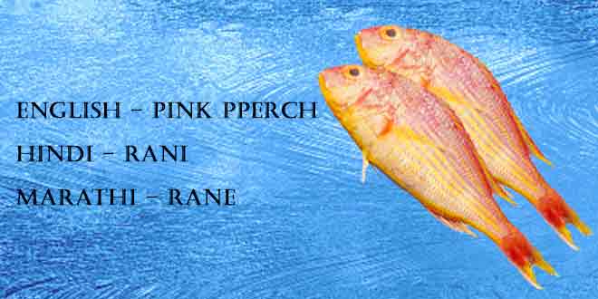 Rani-(Pink-perch)