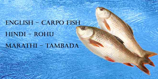 Rohu-(Roho-or-Carpo-Fish)