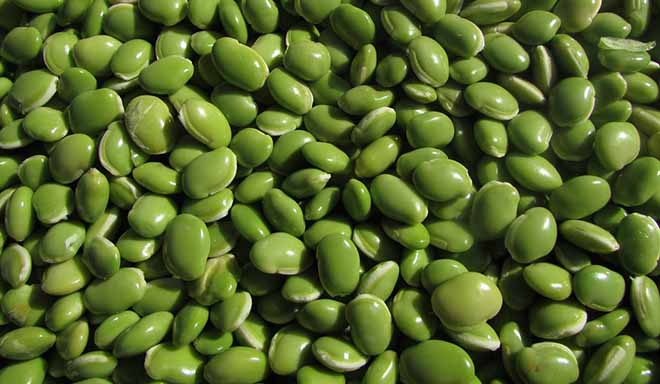 Beans contains L Glutamine