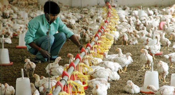 Chicken India
