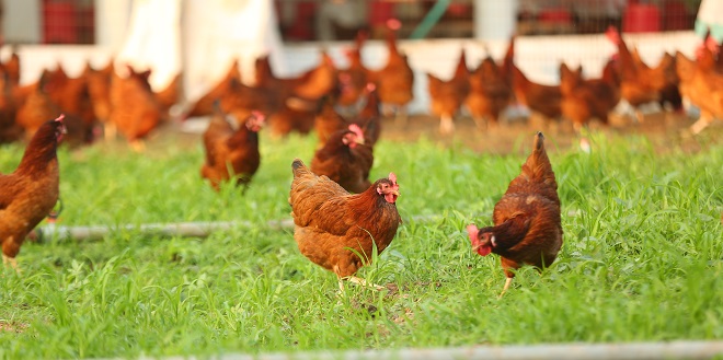 Ayur Farms